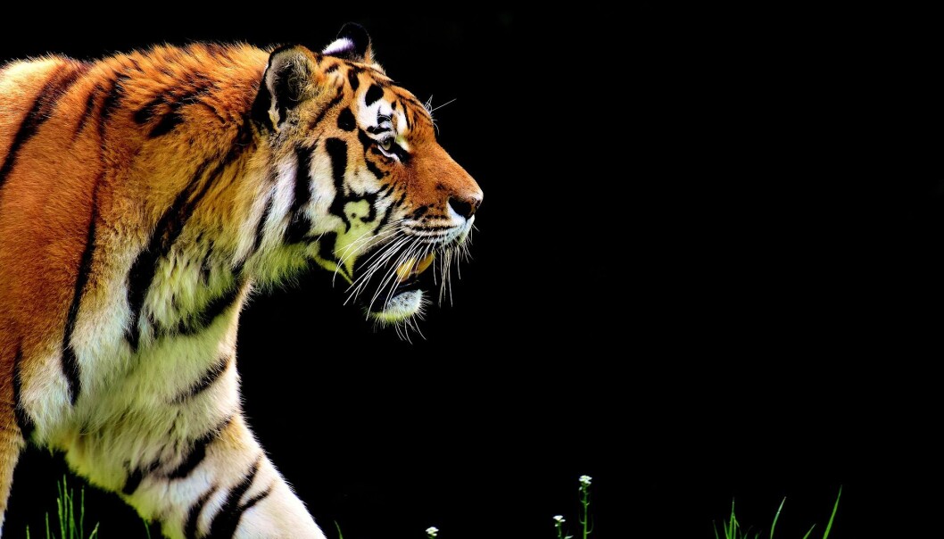 Tiger. Tiger.