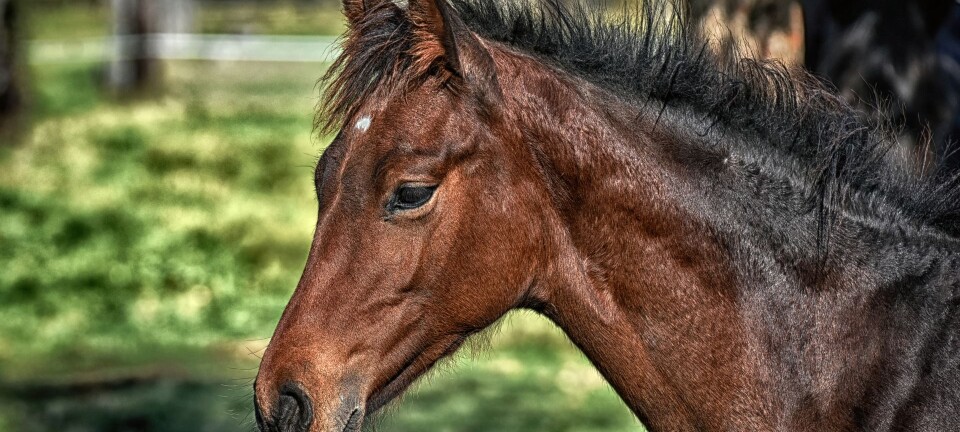 Hest. Ikke bruk igjen.