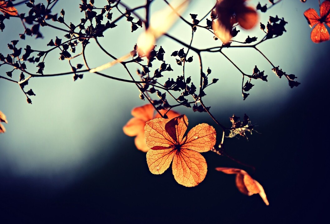 Blomst Blomst