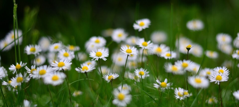 Foto fra pixabay, blomster