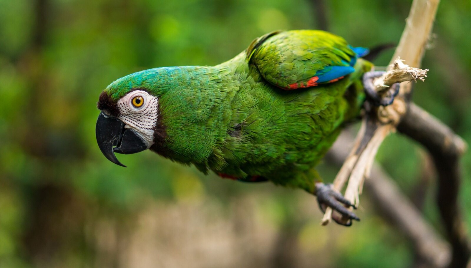 Parrot Parrot