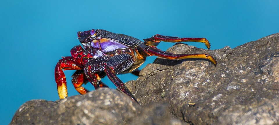 Krabbe, foto fra pixabay.com