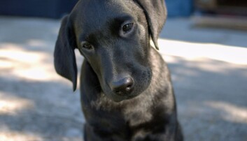 Labrador. Hund. Labrador. Hund.