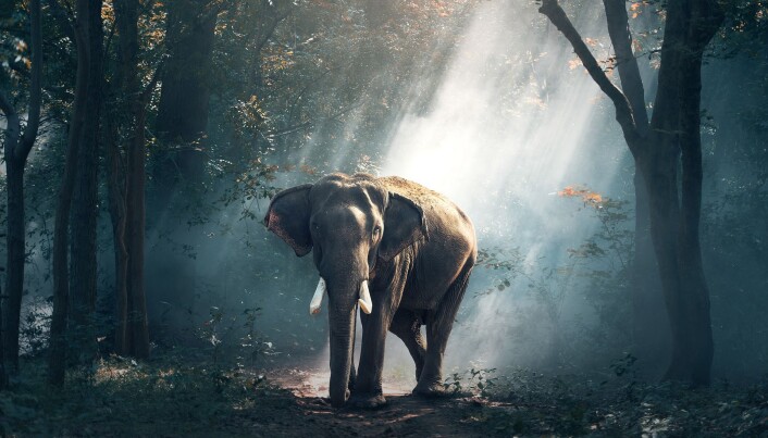 Foto fra pixabay.com elefant Foto fra pixabay.com elefant