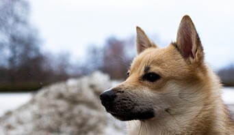En bild på en ko. En bild på en ko.