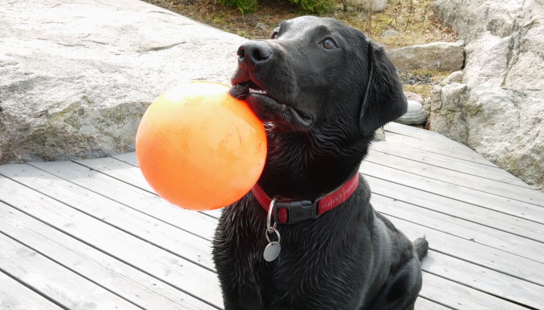 Sara the labrador, version 2.0. This is the top image of the article. Sara the labrador, version 2.0. This is the top image of the article.