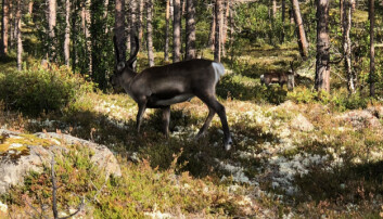 Storlia naturreservat med flere vassdrag som er lite påvirket av menneskelig aktivitet innlemmes også i nasjonalparken Storlia naturreservat med flere vassdrag som er lite påvirket av menneskelig aktivitet innlemmes også i nasjonalparken
