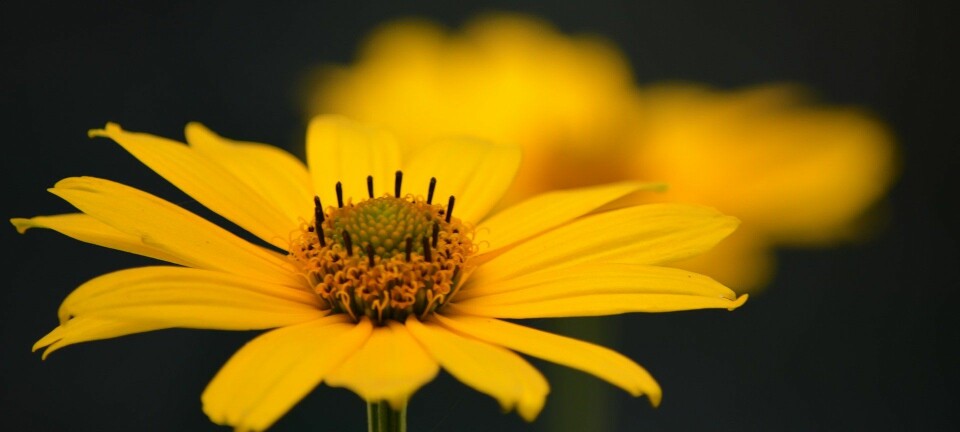 Flower, Photo Pixabay