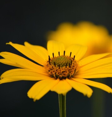 Flower, Photo Pixabay Flower, Photo Pixabay