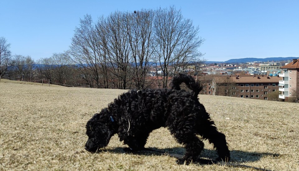 Puddelen Teddy på gressletta ved Ola Narr Puddelen Teddy på gressletta ved Ola Narr