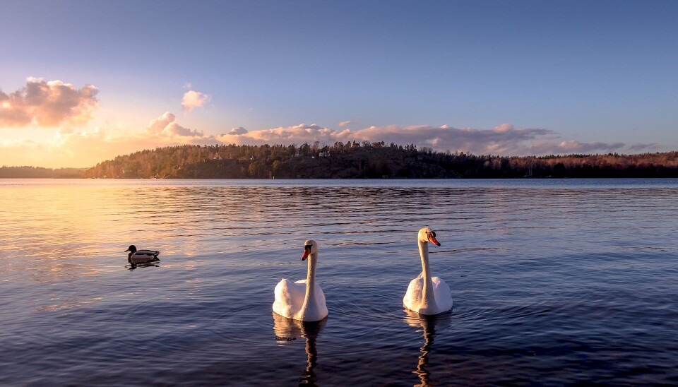 Foto fra PIxabay.com Foto fra PIxabay.com