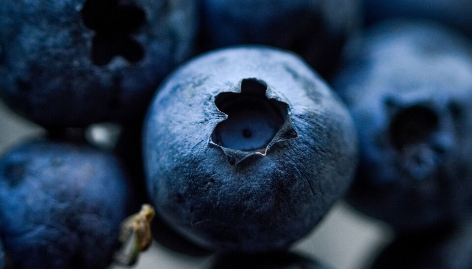 Blueberry Blueberry