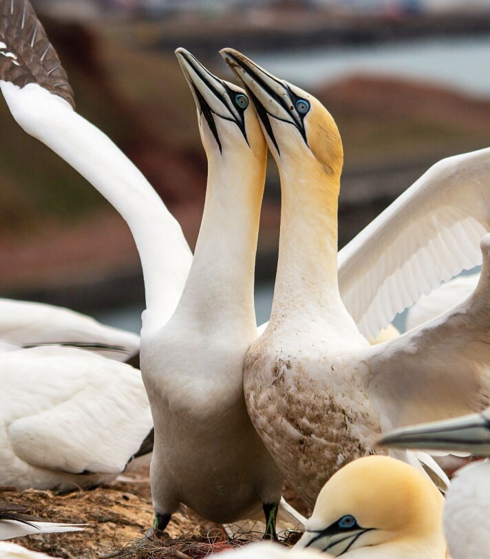 birds birds