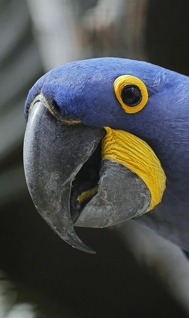 Papegøye, fugl