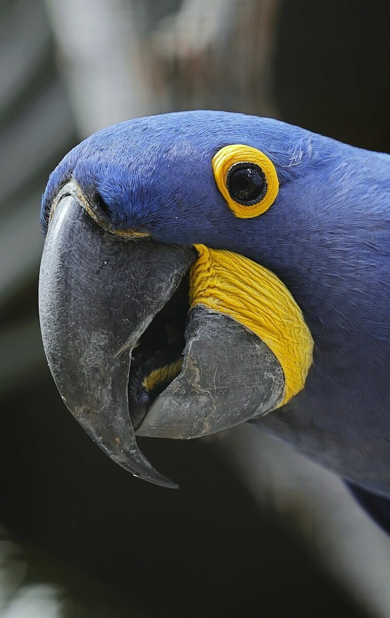 Papegøye, fugl