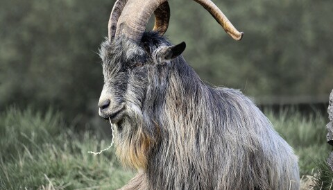 goat goat