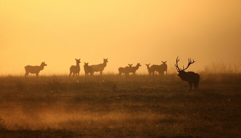 Elk, Elk,