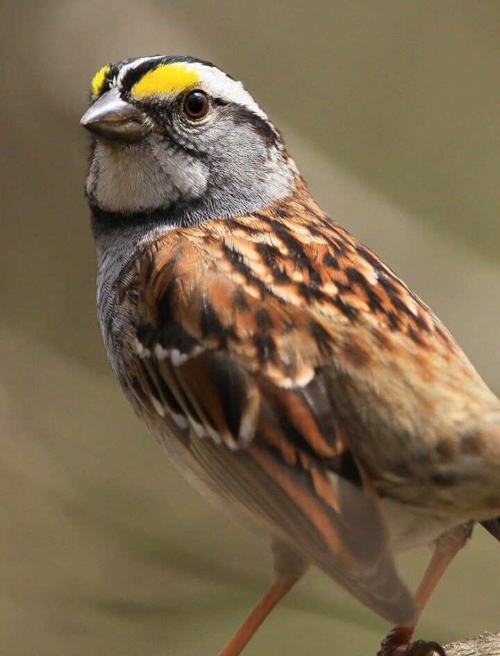 Sangfulg, song bird Sangfulg, song bird