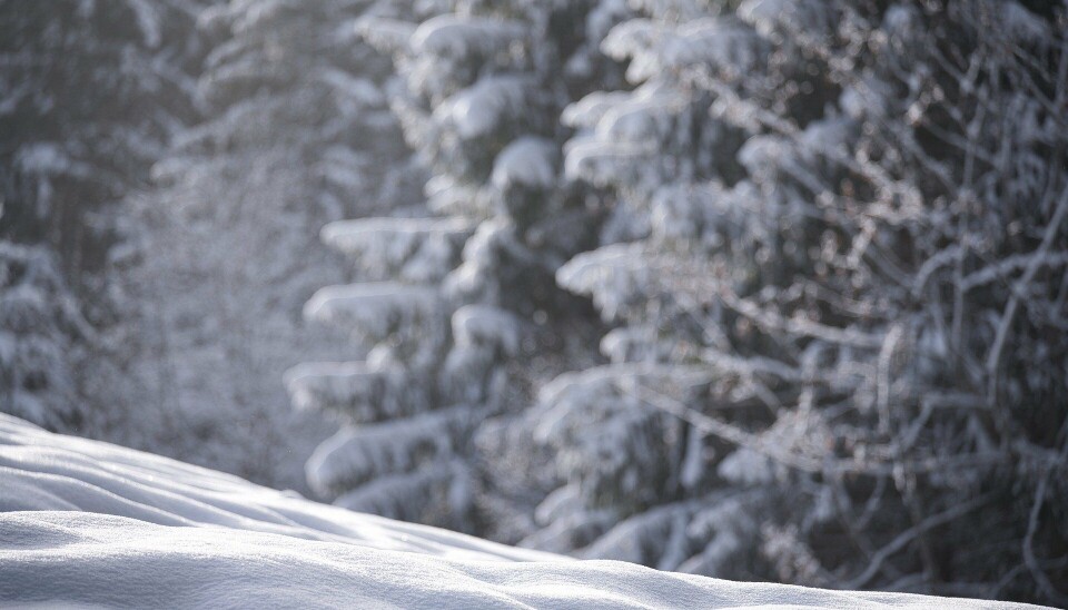 Snow Snow