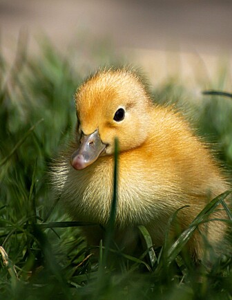 Duck Duck