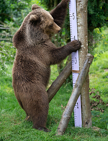 Eurasian brown bear Minnie is measured during the annual stocktake at ZSL Whipsnade Zoo in Bedfordshire. Picture date: Monday August 21, 2023.