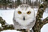 Close-up of a snowy owl perched on a branch in a snowy forest.