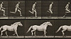 Black-and-white motion-study sequence showing a horse galloping in repeated frames.